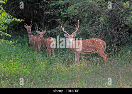spotted deer, axis deer, chital (Axis axis, Cervus axis), three chitals standing on grass in front of bushes, Sri Lanka, Yala National Park Stock Photo