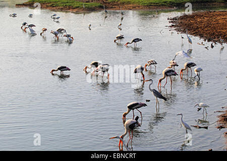 painted stork (Mycteria leucocephala, Ibis leucocephalus), painted storks and herons at the morning at a riverside, Sri Lanka, Yala National Park