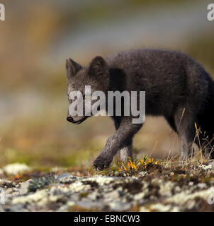 arctic fox, polar fox (Alopex lagopus, Vulpes lagopus), black arctic fox foraging, Norway, Oppdal Stock Photo