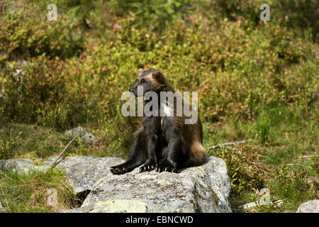 wolverine (Gulo gulo), sitting on a stone, Sweden Stock Photo