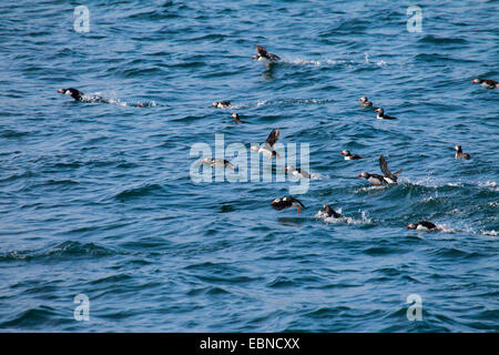 Atlantic puffin, Common puffin (Fratercula arctica), group landing on the sea, United Kingdom, England, Isle Of May Stock Photo