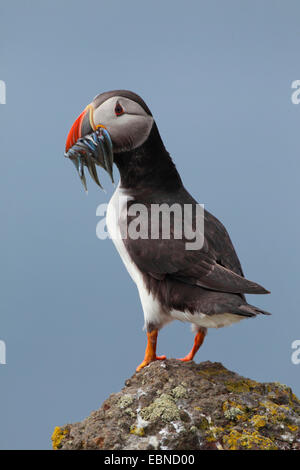 Atlantic puffin, Common puffin (Fratercula arctica), with caught sand eels in the bill, United Kingdom, England, Isle Of May Stock Photo