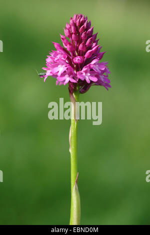 pyramidal orchid (Anacamptis pyramidalis, Orchis pyramidalis), inflorescence, Germany Stock Photo