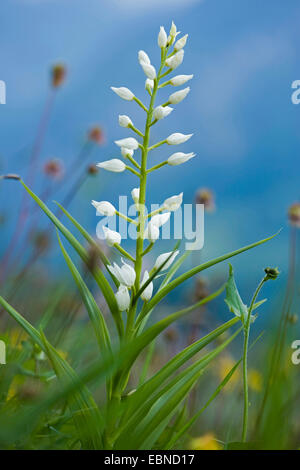 narrow-leaved helleborine (Cephalanthera longifolia), blooming, Germany Stock Photo