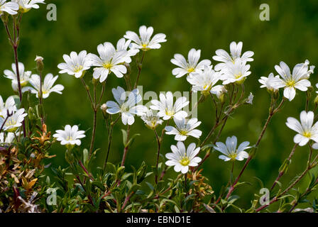 field mouse-ear (Cerastium arvense), blooming, Germany Stock Photo