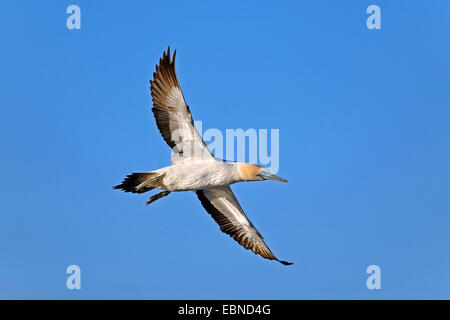 Cape gannet (Morus capensis), in flight, South Africa, Western Cape Stock Photo