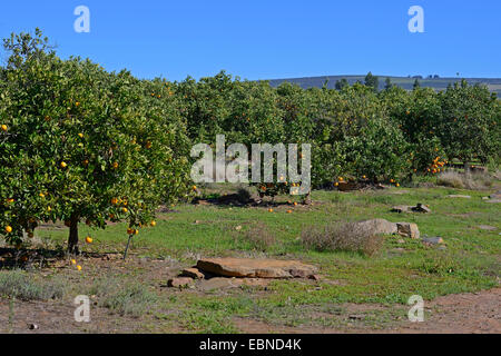 Orange tree (Citrus sinensis), orange tree plantation, South Africa, Western Cape, Clanwilliam Stock Photo