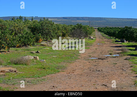 Orange tree (Citrus sinensis), path through orange tree plantation, South Africa, Western Cape, Clanwilliam Stock Photo