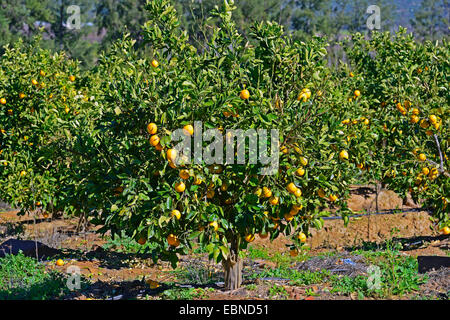 Orange tree (Citrus sinensis), orange tree plantation with ripe oranges, South Africa, Western Cape, Clanwilliam Stock Photo