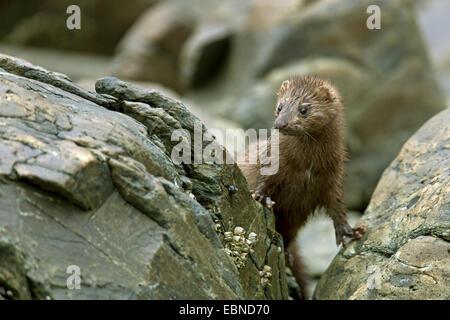 American mink (Mustela vison, Neovison vison), peering from behind a rock, USA, Alaska, Tongass National Forest Stock Photo