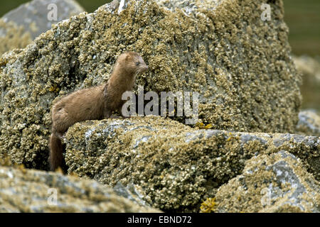 American mink (Mustela vison, Neovison vison), sitting on rocks, USA, Alaska, Tongass National Forest Stock Photo