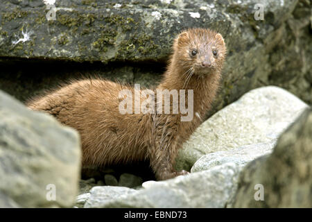 American mink (Mustela vison, Neovison vison), peering from behind a rock, USA, Alaska, Tongass National Forest Stock Photo
