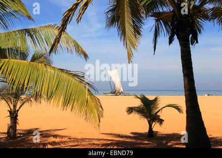 outrigger boat with set sail on the palm beach of Negombo, Sri Lanka Stock Photo