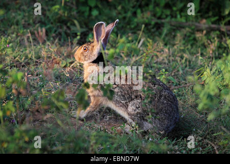 Indian hare, Black-naped hare (Lepus nigricollis), sitting at forest edge, Sri Lanka, Yala National Park Stock Photo