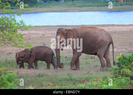 Sri Lanka Elephant, Asiatic elephant, Asian elephant (Elephas maximus, Elephas maximus maximus), with two elephant calves, Sri Lanka, Yala National Park
