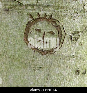 common beech (Fagus sylvatica), bark with carved face, Germany, North Rhine-Westphalia Stock Photo