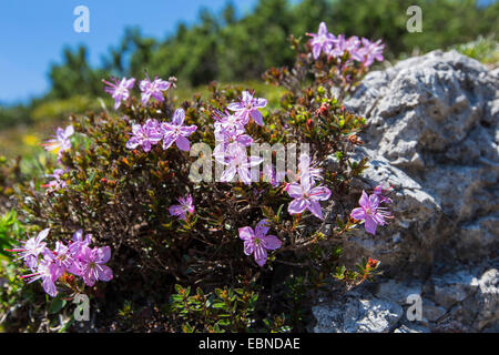 Dwarf Alpenrose (Rhodothamnus chamaecistus), blooming, Germany, Bavaria, NP Berchtesgaden Stock Photo