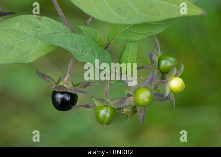 deadly nightshade (Atropa bella-donna, Atropa belladonna), fuits, Germany, Bavaria, Oberbayern, Upper Bavaria Stock Photo