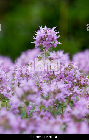 Broad-Leaved Thyme, Dot Wells Creeping Thyme, Large Thyme, Lemon Thyme, Mother of Thyme, Wild Thyme (Thymus pulegioides), blooming, Switzerland Stock Photo