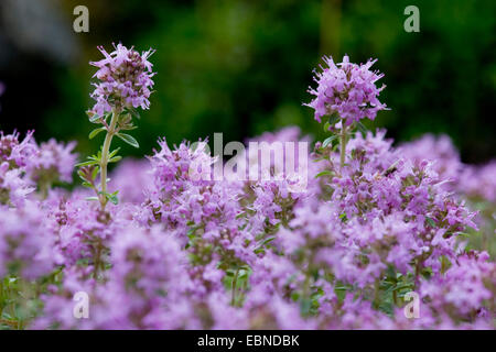 Broad-Leaved Thyme, Dot Wells Creeping Thyme, Large Thyme, Lemon Thyme, Mother of Thyme, Wild Thyme (Thymus pulegioides), blooming, Switzerland Stock Photo