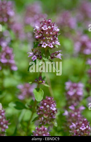 Broad-Leaved Thyme, Dot Wells Creeping Thyme, Large Thyme, Lemon Thyme, Mother of Thyme, Wild Thyme (Thymus pulegioides), inflorescence, Switzerland Stock Photo