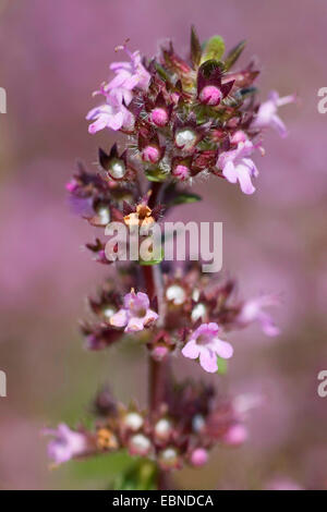 Broad-Leaved Thyme, Dot Wells Creeping Thyme, Large Thyme, Lemon Thyme, Mother of Thyme, Wild Thyme (Thymus pulegioides, Thymus pulegioides ssp. pulegioides), inflorescence, Germany Stock Photo