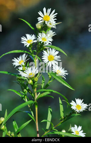 Heath aster (Aster ericoides, Symphyotrichum ericoides), blooming Stock Photo