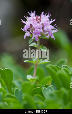Broad-Leaved Thyme, Dot Wells Creeping Thyme, Large Thyme, Lemon Thyme, Mother of Thyme, Wild Thyme (Thymus pulegioides), inflorescence, Switzerland Stock Photo