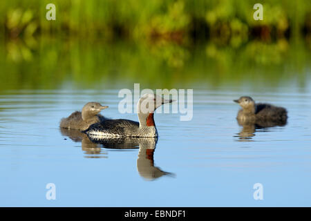 red-throated diver (Gavia stellata), adult bird swimming with two young birds in the evening light, Finland Stock Photo