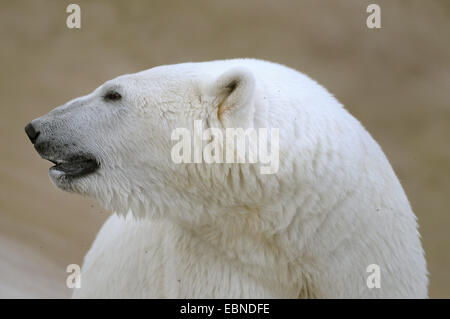 polar bear (Ursus maritimus), adult male, portrait Stock Photo