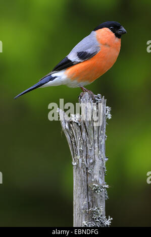 bullfinch, Eurasian bullfinch, northern bullfinch (Pyrrhula pyrrhula), male on its lookout, Finland Stock Photo