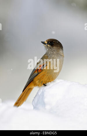 Siberian jay (Perisoreus infaustus), sitting on snow, Finland Stock Photo
