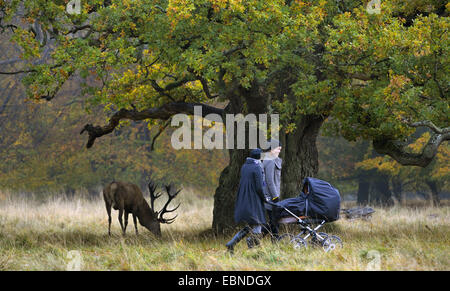 red deer (Cervus elaphus), browsing acorns under an ancient oak beside ramblers, two young women with a stroller, Denmark Stock Photo