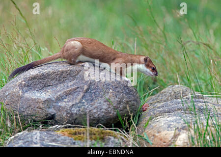 ermine, stoat (Mustela erminea), on a large stone, Germany Stock Photo