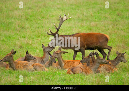 red deer (Cervus elaphus), herd of red deers with stag, Germany, North Rhine-Westphalia, Sauerland Stock Photo