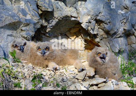 northern eagle owl (Bubo bubo), three fledgelings in their aerie, Germany, Baden-Wuerttemberg Stock Photo