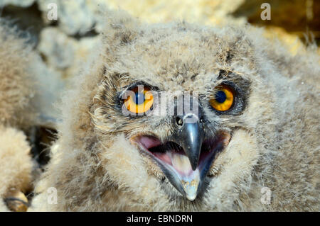 northern eagle owl (Bubo bubo), portrait of a fledgeling, Germany, Baden-Wuerttemberg Stock Photo