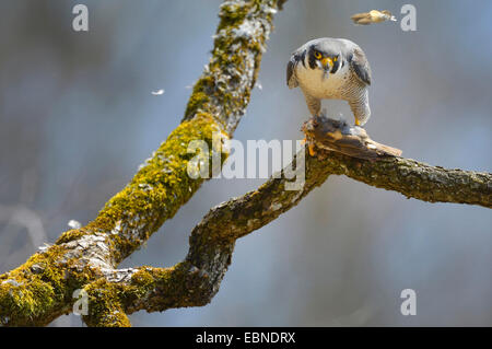 peregrine falcon (Falco peregrinus), male with prey, Song Thrush (Turdus philomelos), Germany, Baden-Wuerttemberg Stock Photo