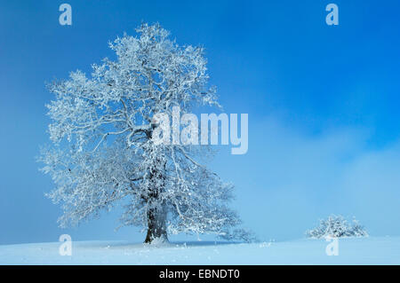 common oak, pedunculate oak, English oak (Quercus robur), old tree in winter with hoar frost, Germany, Baden-Wuerttemberg, Biosphaerengebiet Schwaebische Alb Stock Photo