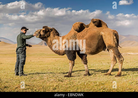 Bactrian camel, two-humped camel (Camelus bactrianus), man feeding a camel in steppe, Kyrgyzstan, Naryn Stock Photo