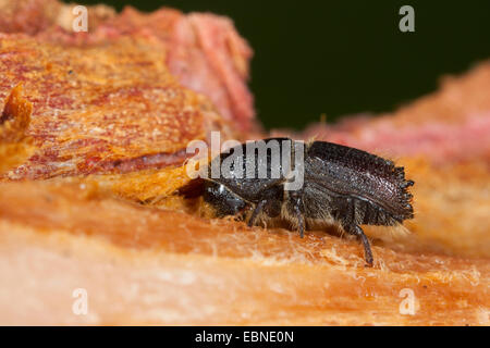 Bark beetle (Ips cf. sexdentatus), on deadwood, Germany Stock Photo