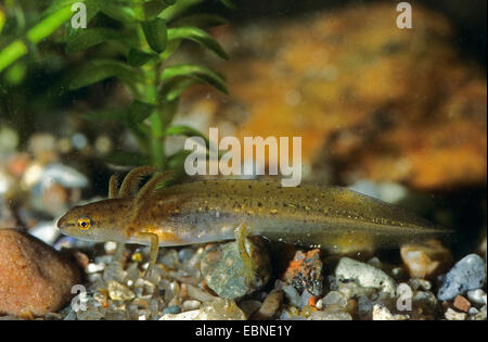 Smooth newt (Lissotriton vulgaris) larva / tadpole in a concrete garden ...