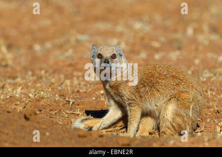 yellow mongoose (Cynictis penicillata), sitting at the burrow , South Africa, Barberspan Bird Sanctury Stock Photo