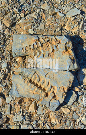 about 300 million years old fossiles of Mesosaurus tenuidens, Namibia, Keetmanshoop Stock Photo