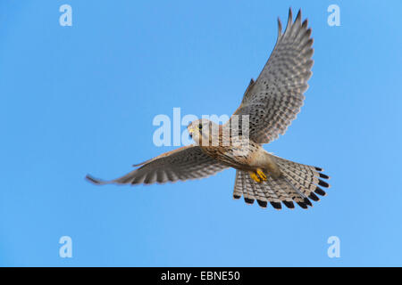 common kestrel (Falco tinnunculus), in flight, Germany Stock Photo