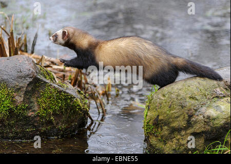 European polecat (Mustela putorius), jumping from one stone to another, Germany, Lower Saxony Stock Photo