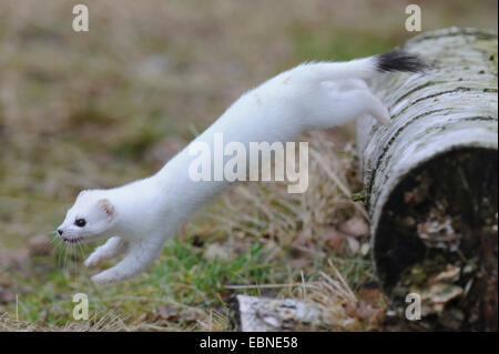 Ermine, Stoat, Short-tailed weasel (Mustela erminea), in winter coat, jumping from a dead tree trunk, Germany Stock Photo