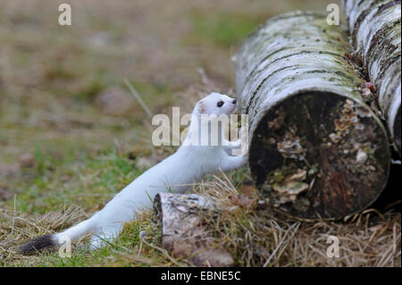 Ermine, Stoat, Short-tailed weasel (Mustela erminea), in winter coat, climbing on a dead tree trunk, Germany Stock Photo