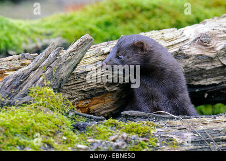 American mink, mink (Mustela vison, Neovison vison), looking out between deadwood, Germany Stock Photo