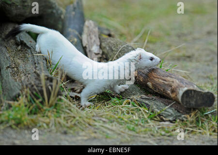 Ermine, Stoat, Short-tailed weasel (Mustela erminea), in winter coat, climbing between dead tree trunks, Germany Stock Photo